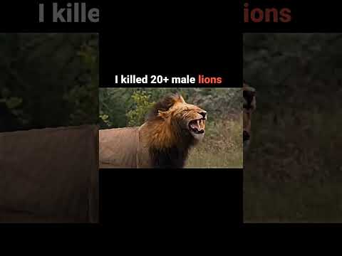 The greatest lion killer in history #viral #shorts #youtube #video