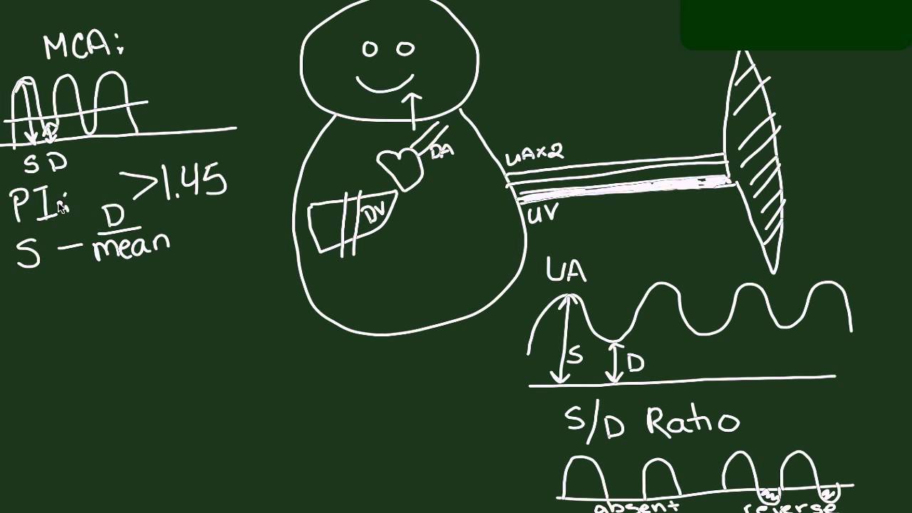 Fetal Circulation and Doppler Studies