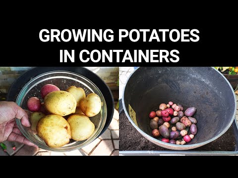 Growing Potatoes In Containers or Pots Gardening to Grow Epic Potatoes