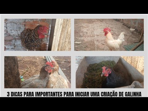 3 IMPORTANT TIPS FOR STARTING A CHICKEN FARM