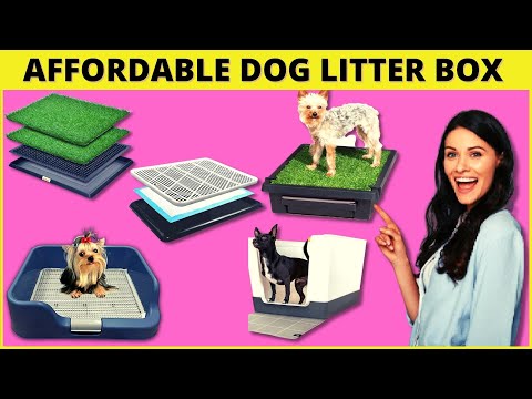 Best Dog Litter Box (Indoor Potty Solutions For Your Pup) - Cute Litter Box