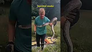 Download lagu Other snakes vs cobra #edit #trollface mp3 Download lagu Other snakes vs cobra #edit #trollface mp3