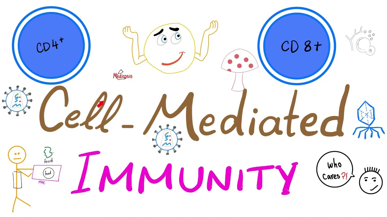Cell-Mediated (Cellular) Immunity [aka T-cell immunity] - Physiology & Immunology
