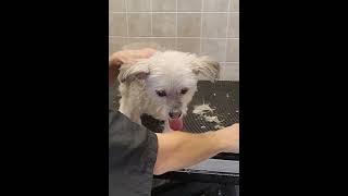 Fidgety Senior Lhasa Apso X ear, paw & nail trim, ear plucking, holding techniques, dog grooming,