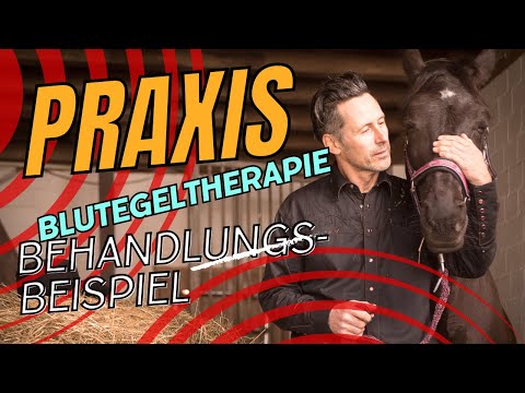 Blutegeltherapie Anwendungsbeispiel am Pferd