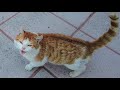 Loud Meowing Cat Is Hungry