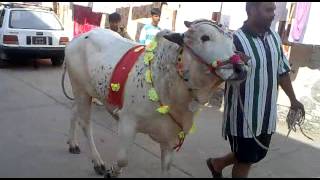 preview picture of video 'cow qurbani in islamabad G-6 dhobi Ghaat'