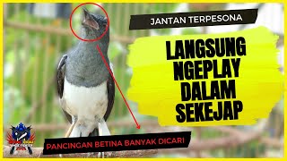 Download lagu Suara Kacer Betina Memancing Kacer Jantan | Pancingan Kacer Jantan Bikin Terpancing Emosi Birahinya mp3