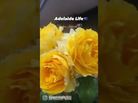 Time For Adelaide