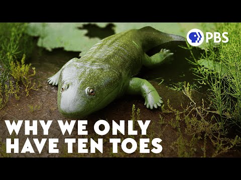 Why We Only Have Ten Toes (It's a Long Story)