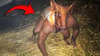 10 Hybrids Animals Recently Found By Scientists!