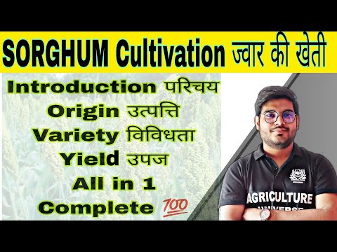 rice cultivation चावल की खेती paddy cultivation धान की खेती by Mayank Tripathi