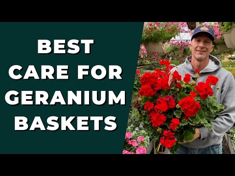 Best GERANIUM Care for Baskets - How to Clean Up & Care for Geraniums