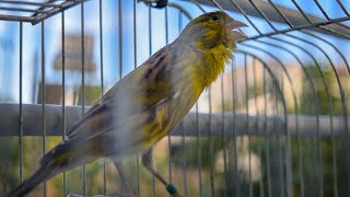 Download lagu Spanish Timbrado Classico - Canary singing video mp3