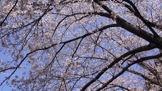 preview picture of video '大阪・枚方の桜 御殿山 Cherry Blossoms in Hirakata(2014-03)'
