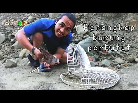 Cara membuat jebakan burung merbuk/perkutut yang paling mudah dibuat dari cover kipas.