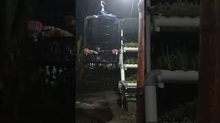 Download lagu Cara meningkatkan Fighter murai batu dengan Embun Malam mp3