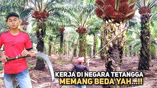 Download lagu Senangnya Panen Sawit Di Malaysia Tidak Banyak Peraturan Tapi Gajinya Lumayan mp3