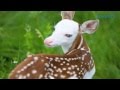 He's So Cute This Little Guy Is a Piebald Fawn and Was Born With a White Face and Blue Eyes