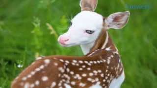 He's So Cute This Little Guy Is a Piebald Fawn and Was Born With a White Face and Blue Eyes