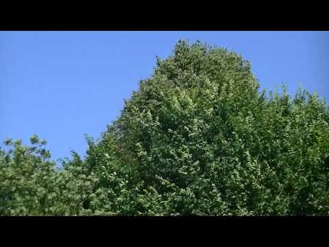 MongoTV_549 - Del 10 - På Vandring Ad Kulhusvej - Fredag Den 14.August 2015