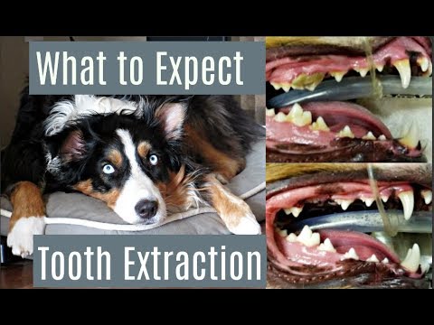 What to Expect - Dog Tooth Extraction