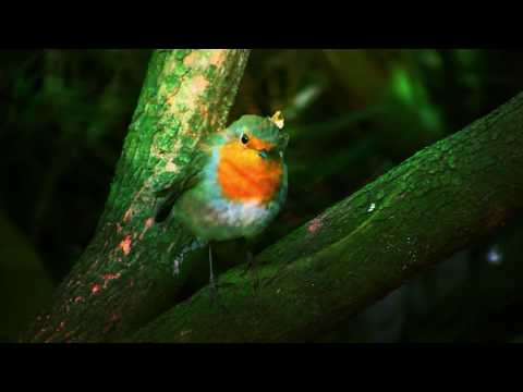 video thumnail