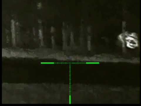 wild boar hunting, Infiray Rico RH50, Sauer 100 8x57 kňourek 60 kg