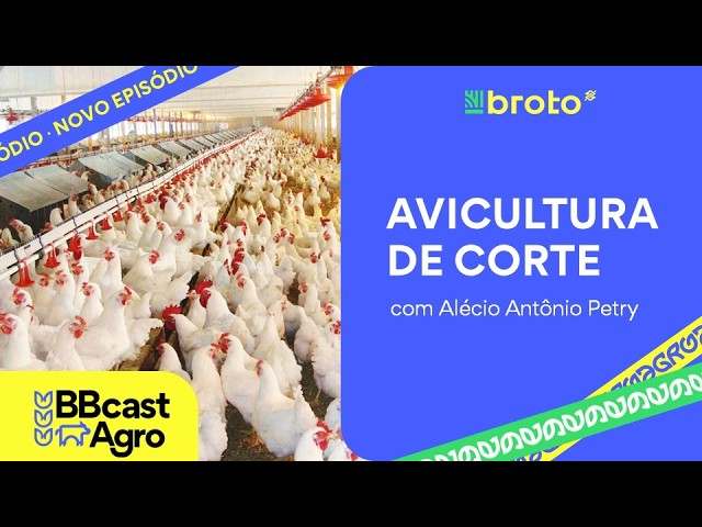 Avicultura: exportações recordes e custos sustentam o setor | BBCast Agro - 30/07/2026