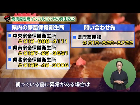 鶏の羽が生えてくる治療法はありますか? 原因を治す方法はありますか?