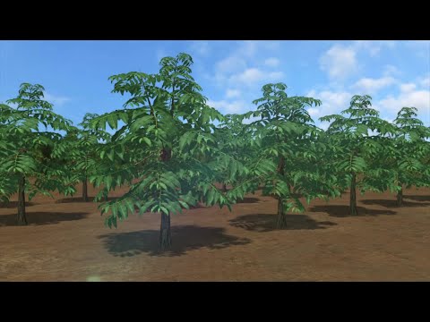 Outbreak of coffee rust threatens Latin American coffee supply