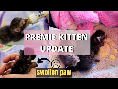 Premature Kitten Update