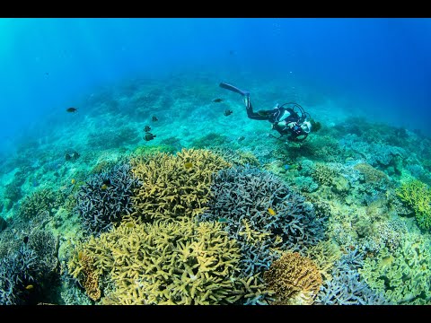 宜野湾の美ら海を体験しよう！