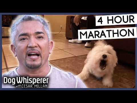 4 Hours Of Dog Whisperer With Cesar Millan!