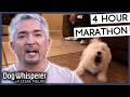 4 Hours Of Dog Whisperer With Cesar Millan
