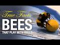 True Facts: Bees That Play With Balls And Do Math!