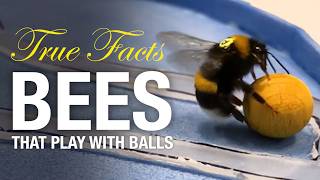 True Facts: Bees That Can Do Math! Screenshot