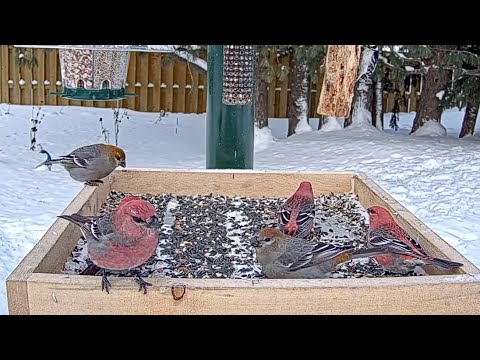 Pretty Pine Grosbeaks Descend On Snowy Feeders In Ontario – Jan. 21, 2026