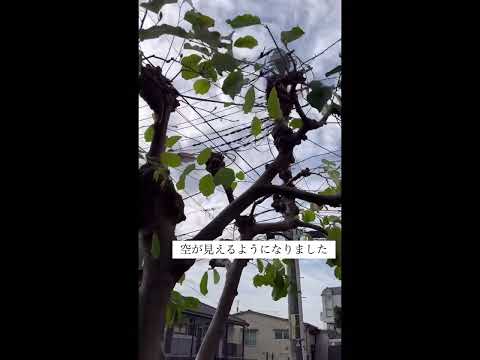 手間をかけずに庭のモクレンをうまく維持するためのアドバイスと推奨事項  庭園