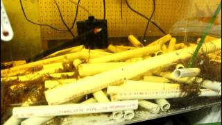 Leaf Litter Substitute | Fish Room Update #34