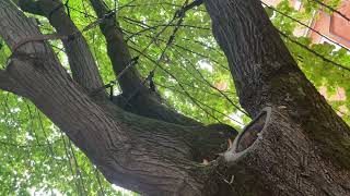 Permeabili alla luce. Barbara