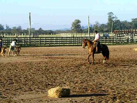 Marcelo Cimarron prova 1 ano de doma (vsp e esb)