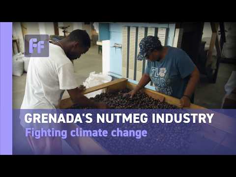 Pushing the nutmeg industry forward