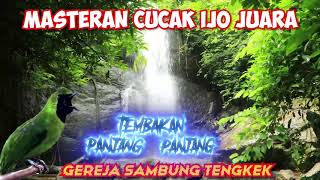 Download lagu Masteran Cucak Ijo Gereja Sambung Tengkek mp3 Download lagu Masteran Cucak Ijo Gereja Sambung Tengkek mp3