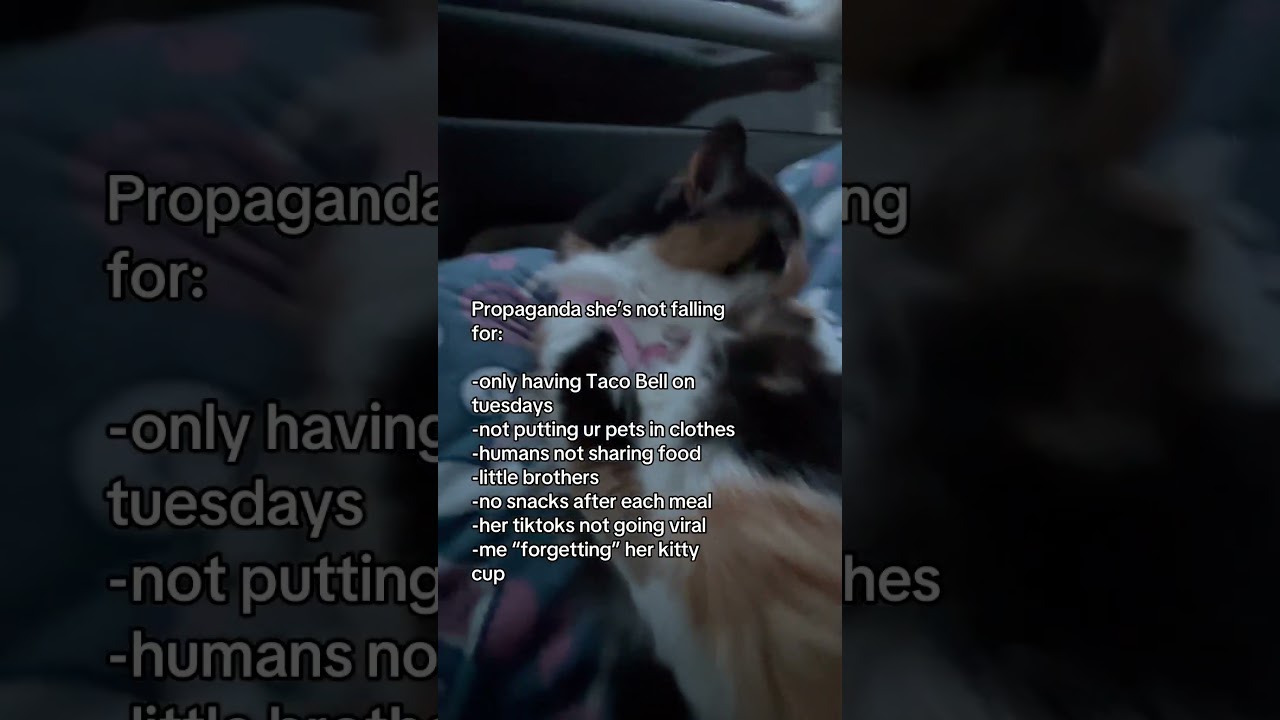 She’s not falling for it!! 🤣💀 #cats #cat #catshorts #calico #funny