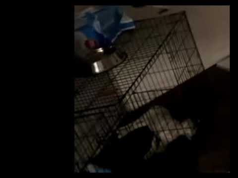 Cursed photos of astro (onlyjayus dog)￼