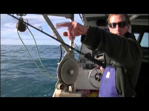 Kaikoura fishing tours: a video report