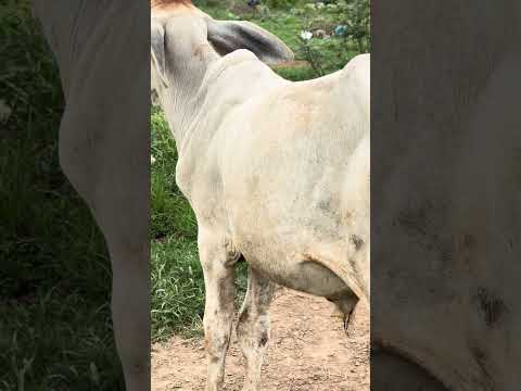 #grassfed  #cuteanimals #milklover #ruralliving  #farminglife #holstein #happyheifers #heiferlove