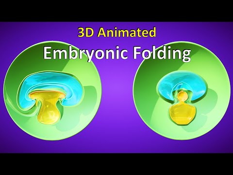 3D Embryonic Folding Explained: Craniocaudal & Transverse Folding - 3D Animated Visual Lecture
