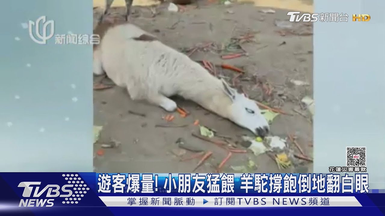 動物園淪陷 大陸羊駝被遊客餵到翻白眼!老虎下巴慘被壓傷